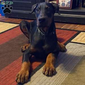 Harper, Doberman Pinscher Puppy